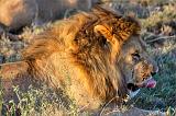 TANZANIA - Serengeti National Park - Leoni Lions - 50